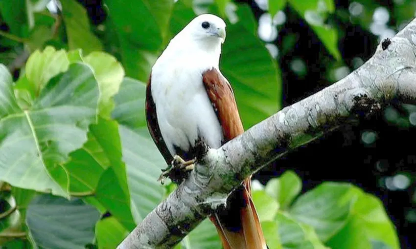 Daintree Rainforest River Cruise Tickets - Book Now | Experience Oz