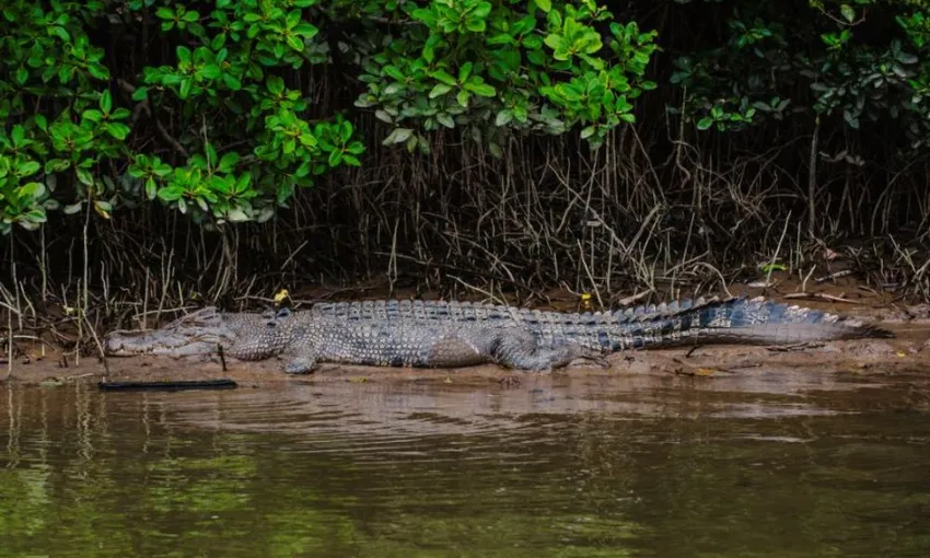 Daintree Rainforest River Cruise Tickets - Book Now | Experience Oz