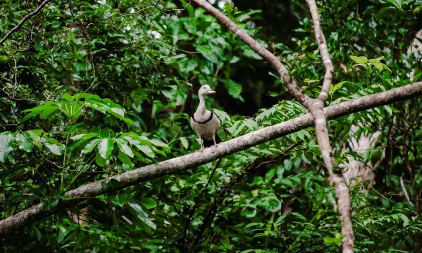 Daintree Rainforest River Cruise Tickets - Book Now | Experience Oz