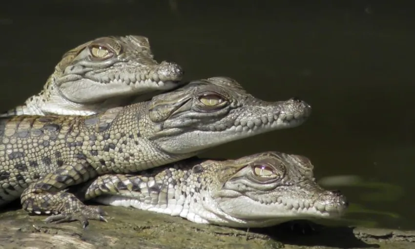 Daintree Rainforest River Cruise Tickets - Book Now | Experience Oz