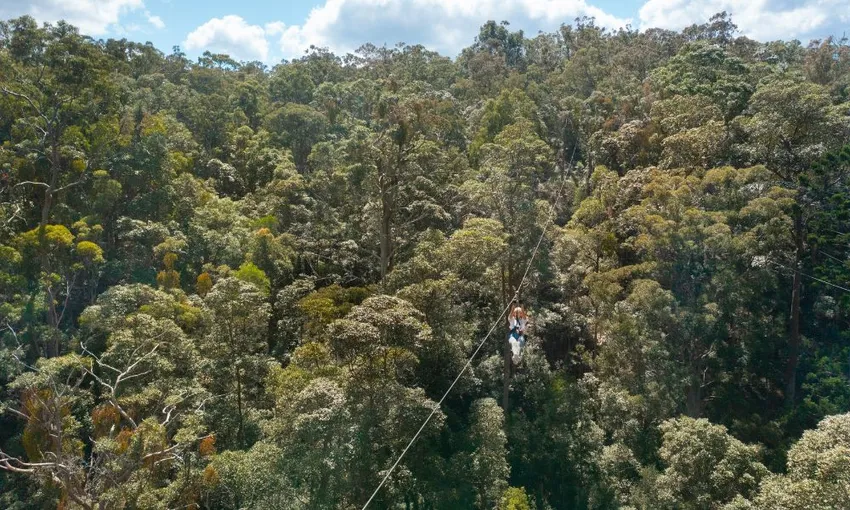 Gold Coast Hinterland Zip Line - Book Now | Experience Oz