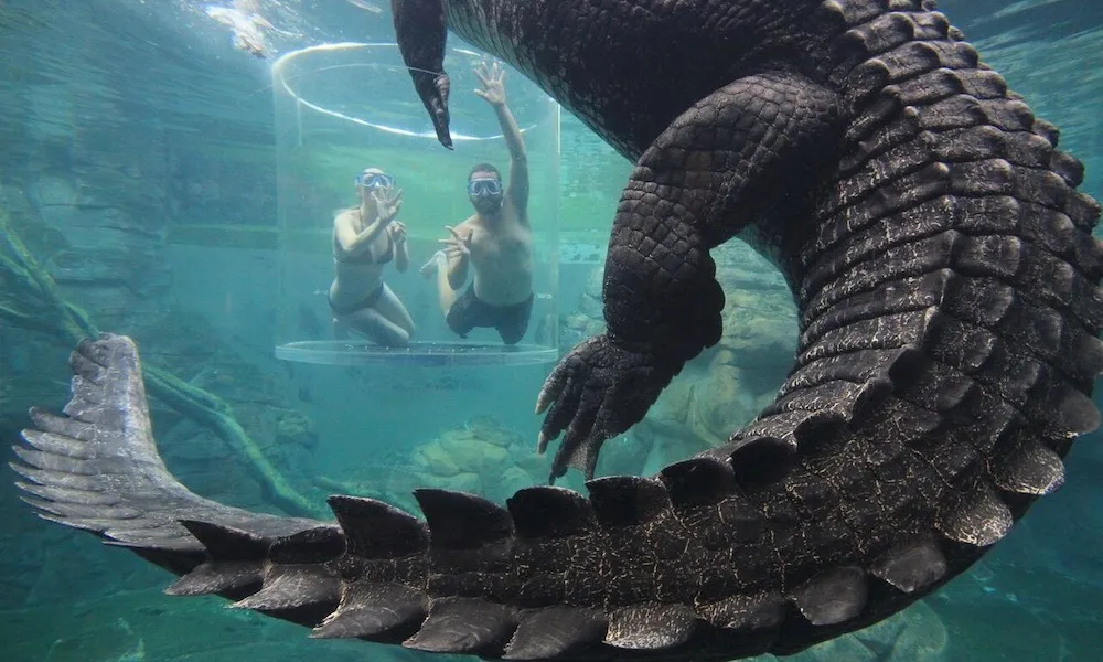 Tandem Swim With Crocodiles in the Cage of Death & Cove Entry - Book Now | Experience Oz-1