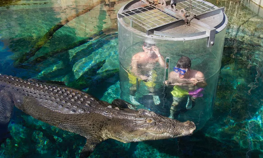 Tandem Swim With Crocodiles in the Cage of Death & Cove Entry - Book Now | Experience Oz