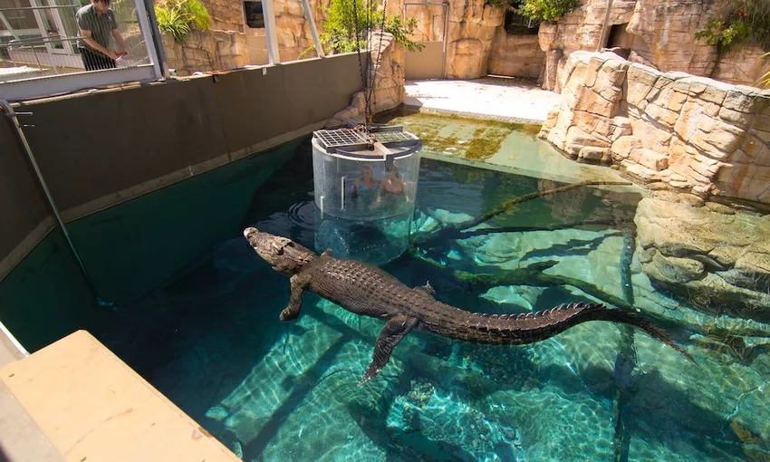 Tandem Swim With Crocodiles in the Cage of Death & Cove Entry - Book Now | Experience Oz