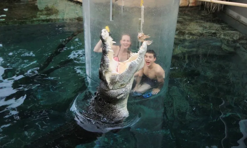 Tandem Swim With Crocodiles in the Cage of Death & Cove Entry - Book Now | Experience Oz