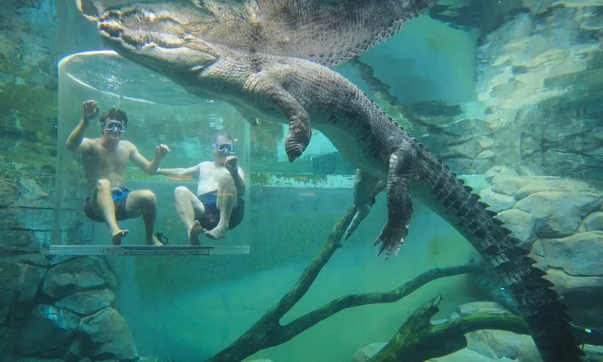 Tandem Swim With Crocodiles in the Cage of Death & Cove Entry - Book Now | Experience Oz