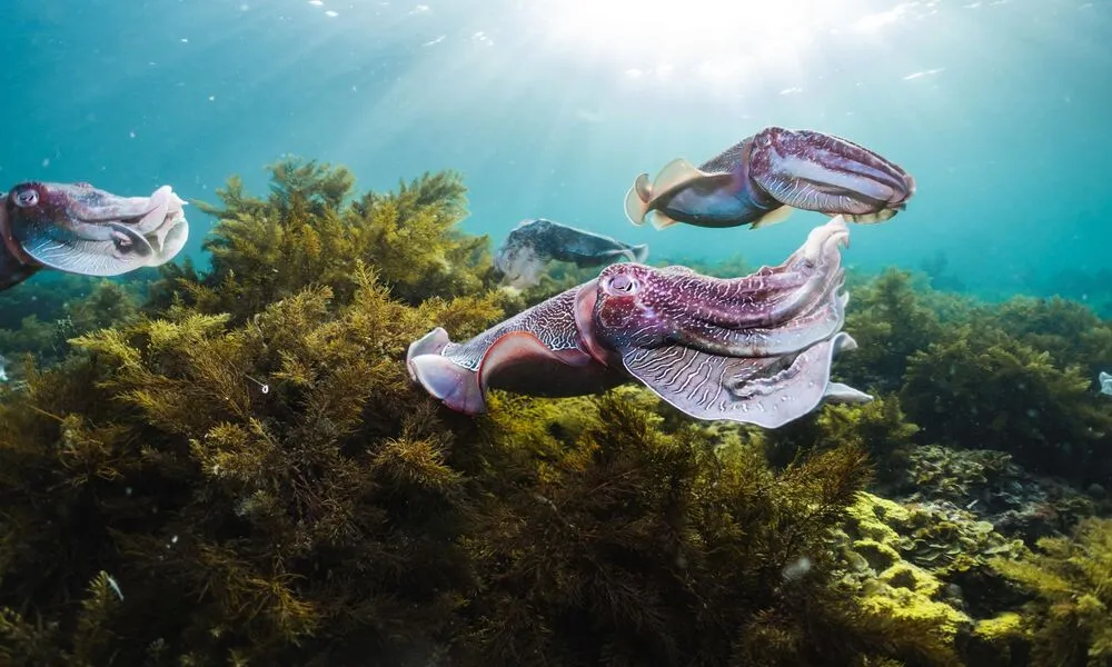 Swim with Cuttlefish 3 Day Tour From Adelaide | Experience Oz-1