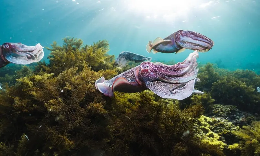Swim with Cuttlefish 3 Day Tour From Adelaide | Experience Oz