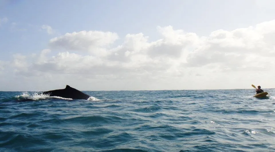 Sunshine Coast Rainbow Beach Dolphin Kayak - Book Now | Experience Oz-8