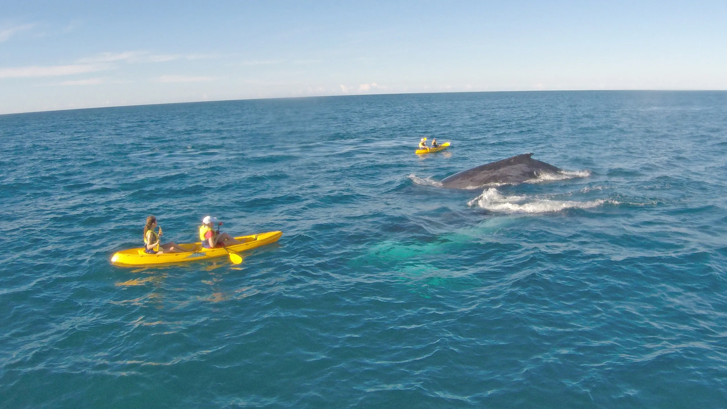 Sunshine Coast Rainbow Beach Dolphin Kayak - Book Now | Experience Oz-1