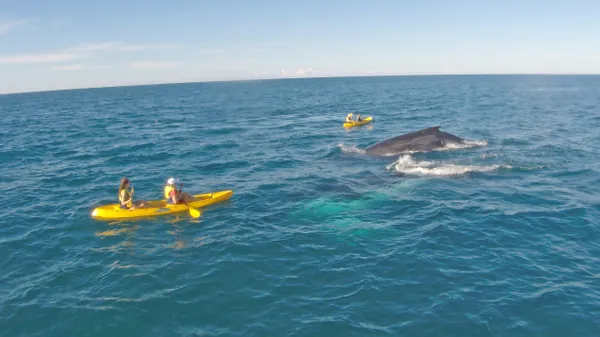 Rainbow Beach Dolphin Kayak & 4WD Beach Drive Adventure