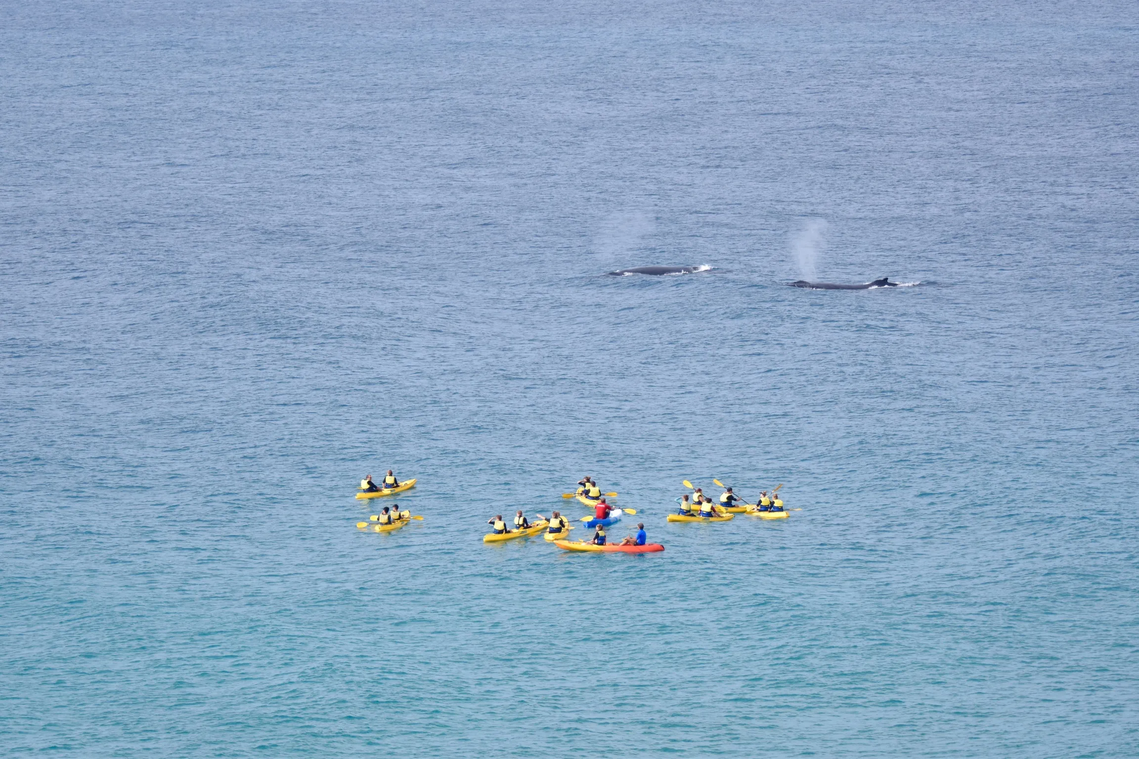 Sunshine Coast Rainbow Beach Dolphin Kayak - Book Now | Experience Oz-3