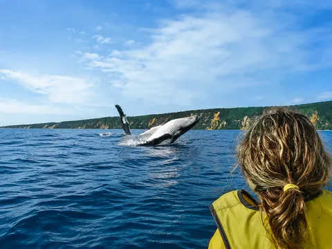 Rainbow Beach Dolphin Kayak & 4WD Beach Drive Adventure