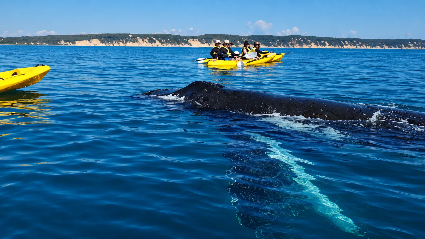 Sunshine Coast Rainbow Beach Dolphin Kayak - Book Now | Experience Oz-11
