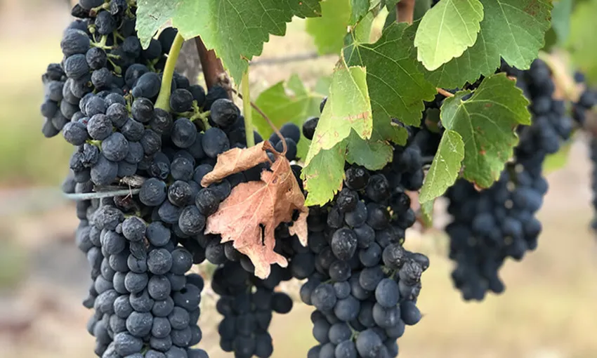 Melbourne Helicopter Flight & Winery Lunch - Book Now | Experience Oz