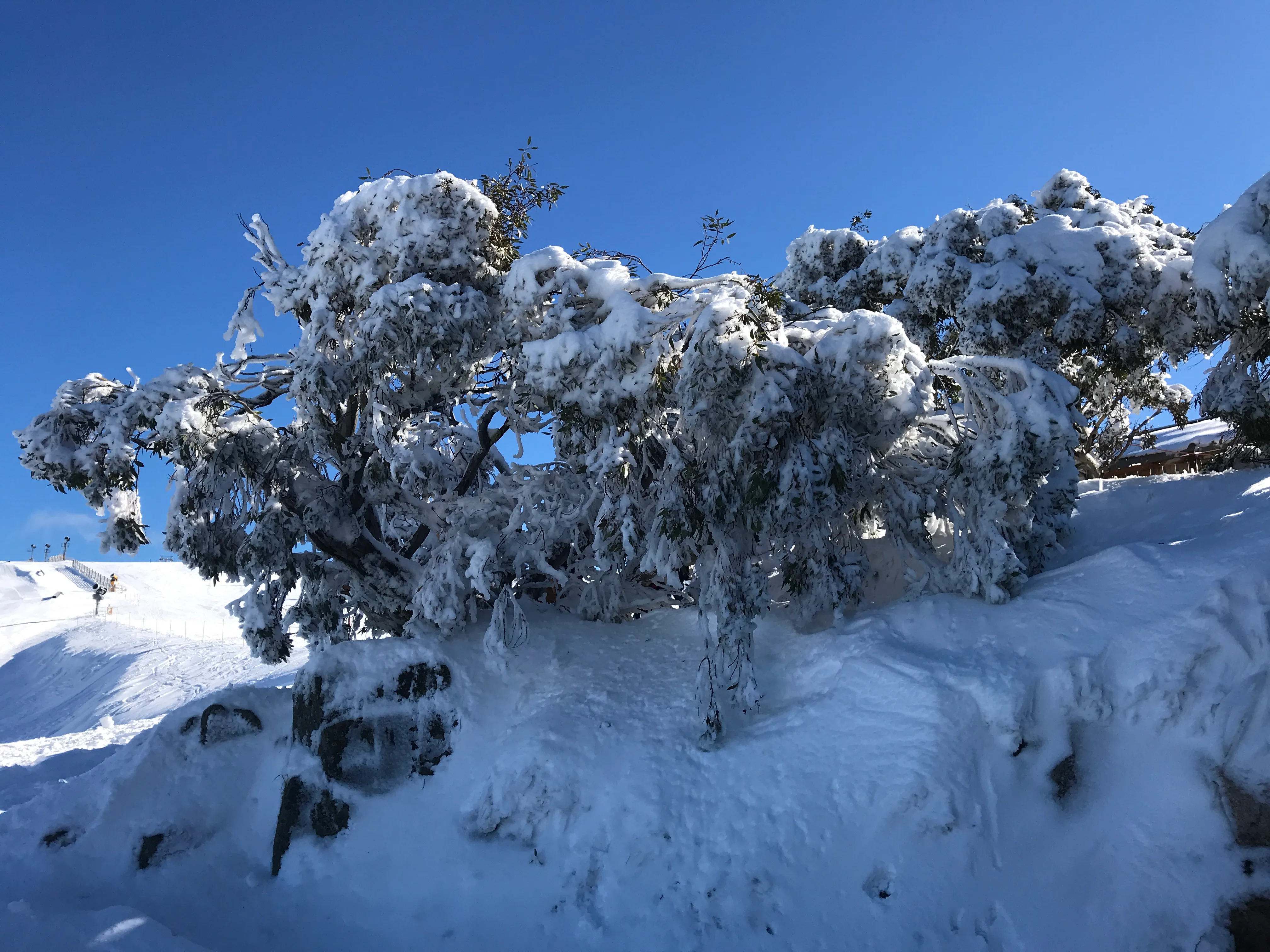 Mount Buller Snow Day Tour from Melbourne | Experience Oz-10