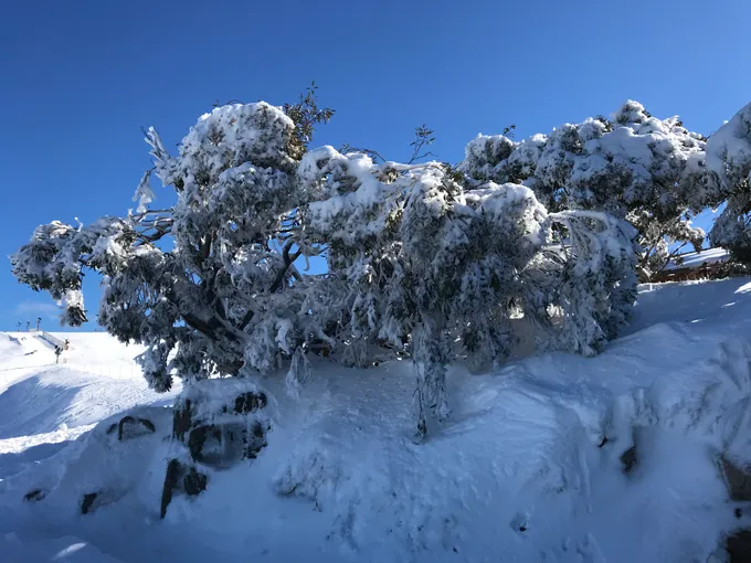Mount Buller Snow Day Tour from Melbourne | Experience Oz
