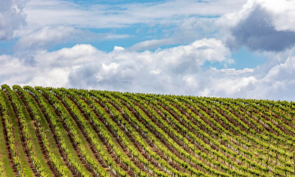 Hunter Valley Wine & Food Tasting Tour | Experience Oz-5
