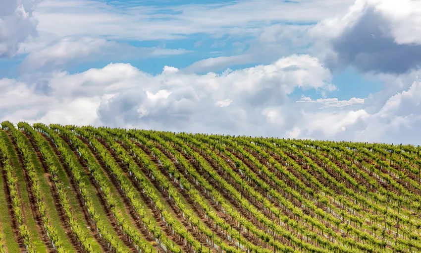 Taste of the Hunter Valley Wine Tour From Hunter Valley