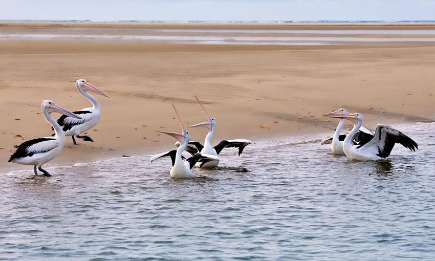 1770 Larc Afternoon Cruise from Agnes Water | Experience Oz