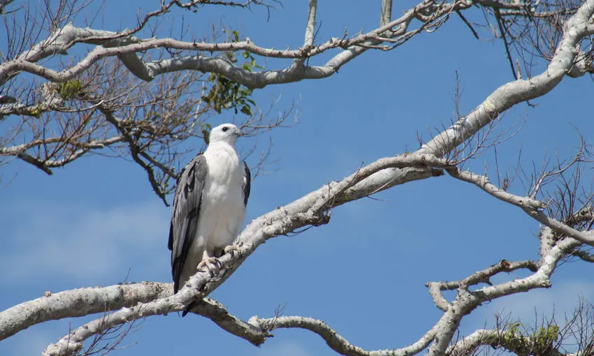 1770 Larc Afternoon Cruise from Agnes Water | Experience Oz