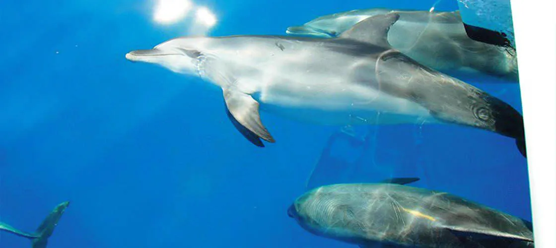 Fraser Island Sailing Tour - Book Online | Experience Oz-4