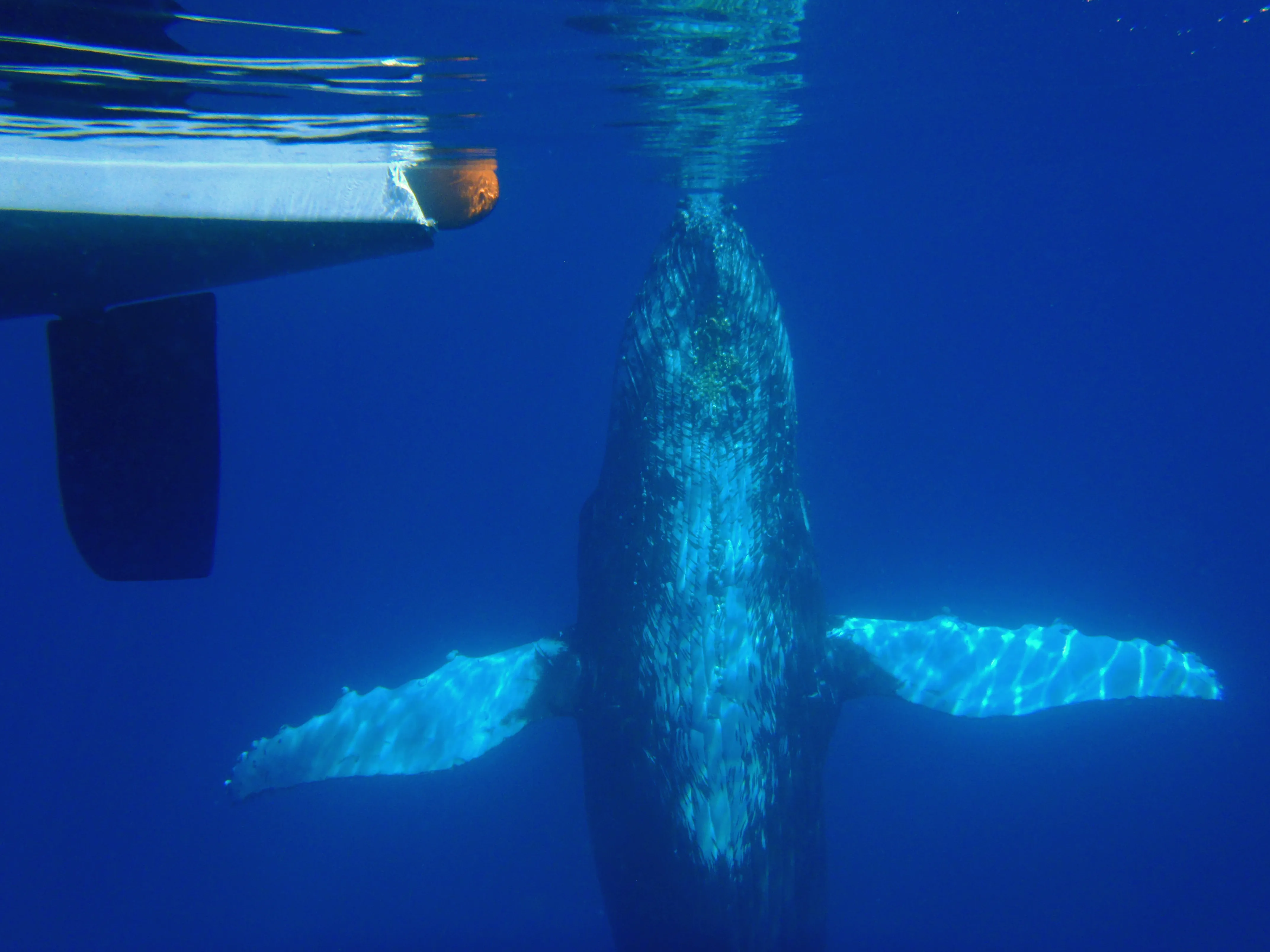Hervey Bay Whale Watching Sailing Cruise | Experience Oz-5