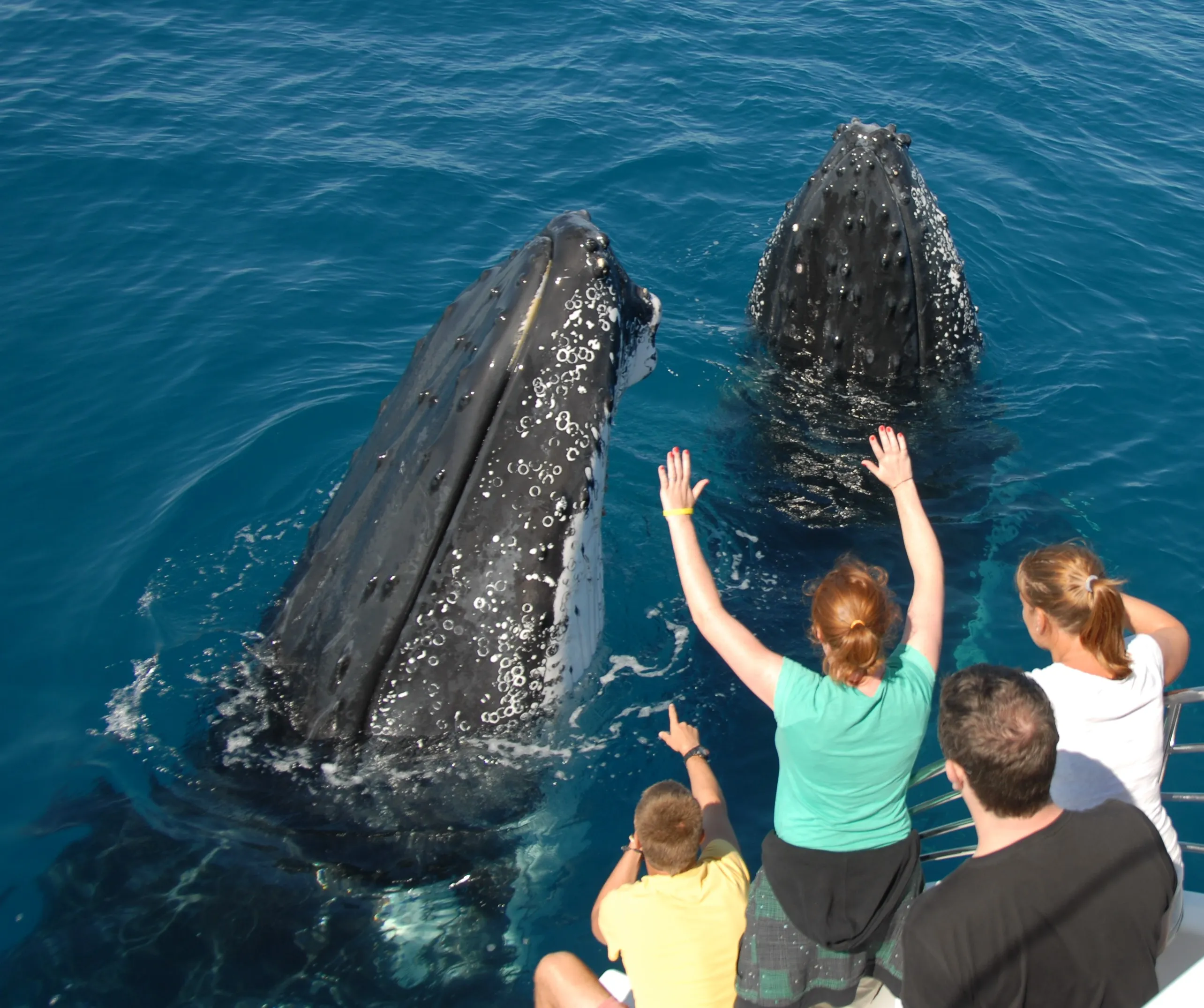 Hervey Bay Whale Watching Sailing Cruise | Experience Oz-3