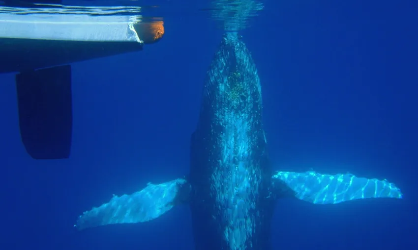 Hervey Bay Whale Watching Sailing Cruise | Experience Oz