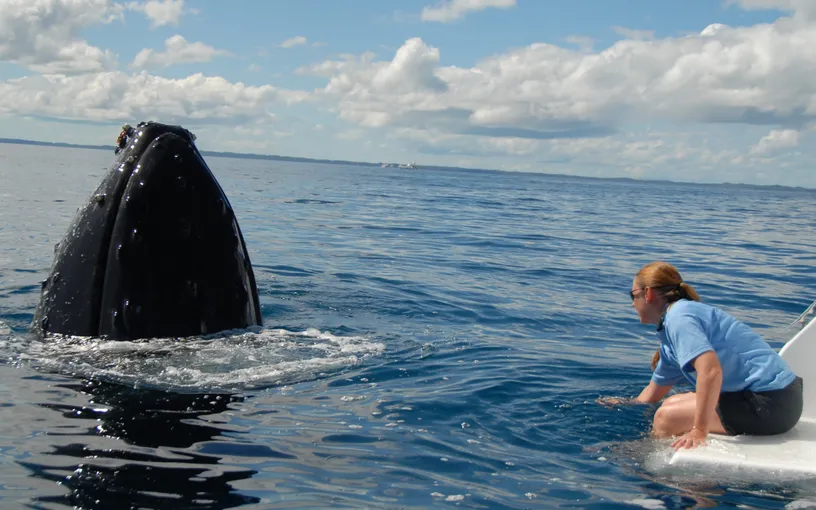 Hervey Bay Whale Watching Sailing Cruise | Experience Oz