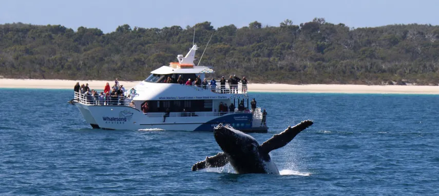 Hervey Bay Afternoon Whale Watch Cruise with Dinner | Experience Oz