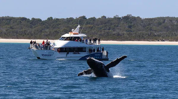 Hervey Bay Whale Watch Cruise with Buffet