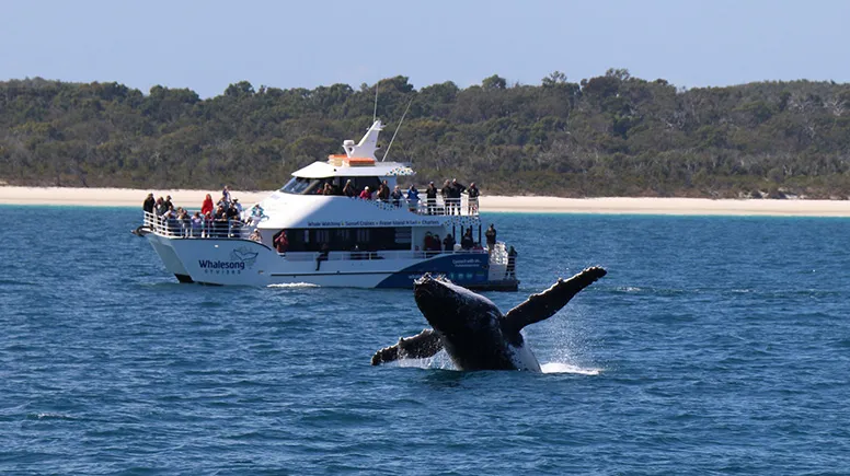Hervey Bay Afternoon Whale Watch Cruise with Dinner | Experience Oz