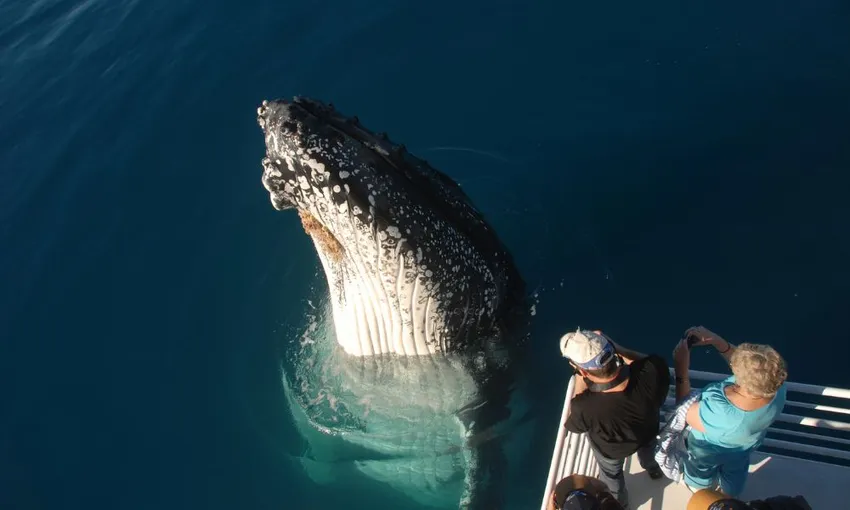 Hervey Bay Afternoon Whale Watch Cruise with Dinner | Experience Oz