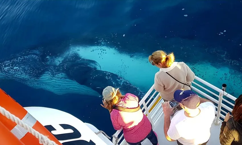 Hervey Bay Afternoon Whale Watch Cruise with Dinner | Experience Oz