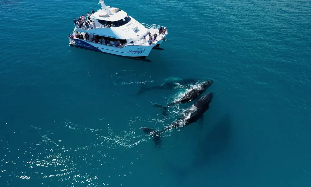 Hervey Bay Afternoon Whale Watch Cruise with Dinner | Experience Oz-7