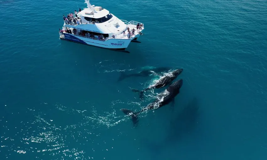 Hervey Bay Afternoon Whale Watch Cruise with Dinner | Experience Oz