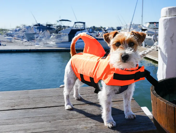 Sydney Electric Picnic Boat Hire - Book Now | Experience Oz