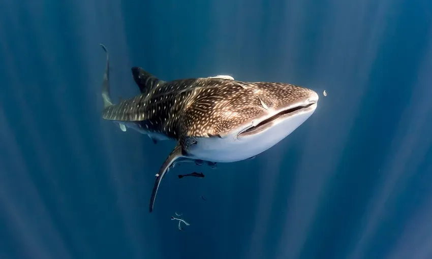 Ningaloo Reef Whale Shark Swim with Lunch and Photos | Experience Oz