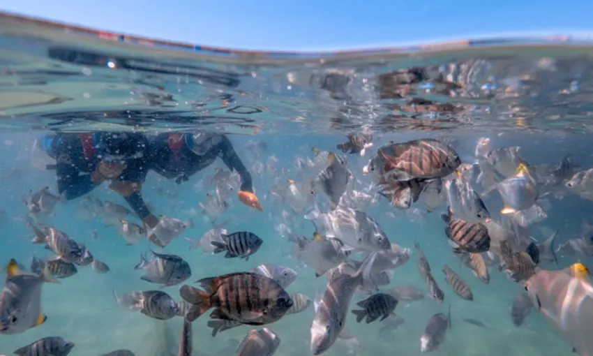Moreton Island Eco Day Cruise From Redcliffe - Book Now | Experience Oz