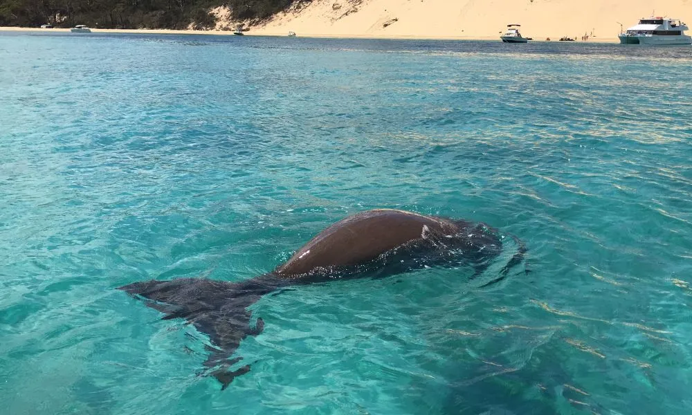 Moreton Island Eco Day Cruise From Redcliffe - Book Now | Experience Oz-5