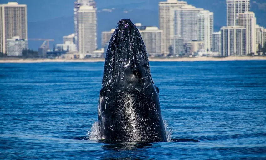 Gold Coast Hot Air Balloon & Sea World Whale Watching | Experience Oz