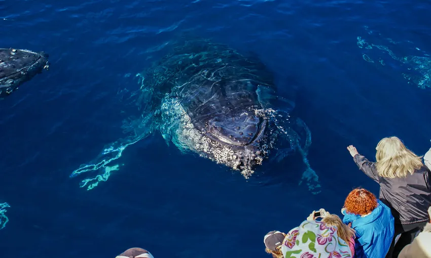 Gold Coast Hot Air Balloon & Sea World Whale Watching | Experience Oz