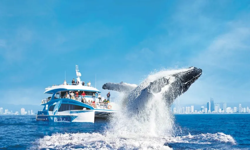 Gold Coast Hot Air Balloon & Sea World Whale Watching | Experience Oz