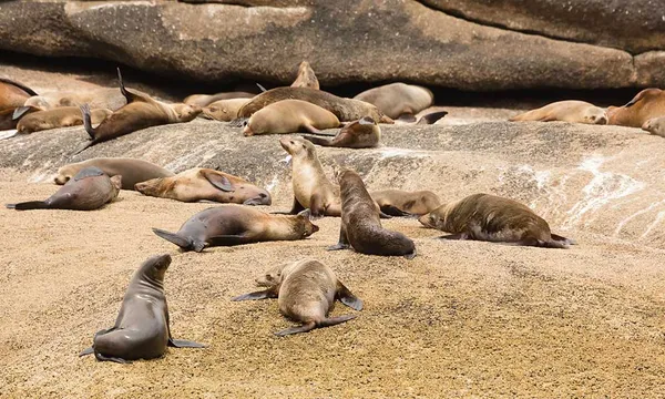 Wilsons Promontory Wilderness Cruise