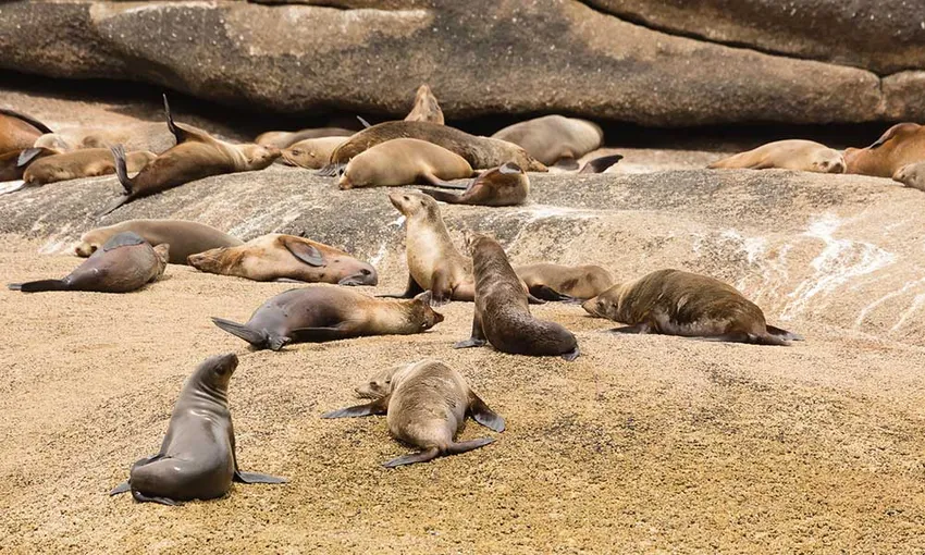Wilsons Promontory Wilderness Cruise - Book Now | Experience Oz