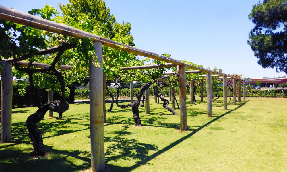 Swan Valley Wine Cruise - Full Day | Experience Oz-3