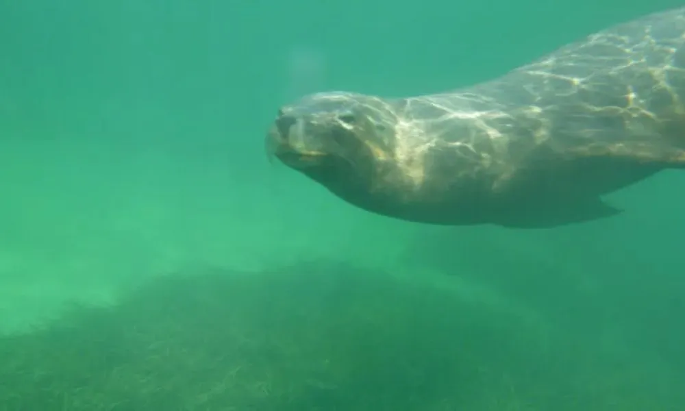 Seal and Penguin Islands Sea Kayak | Experience Oz		-6