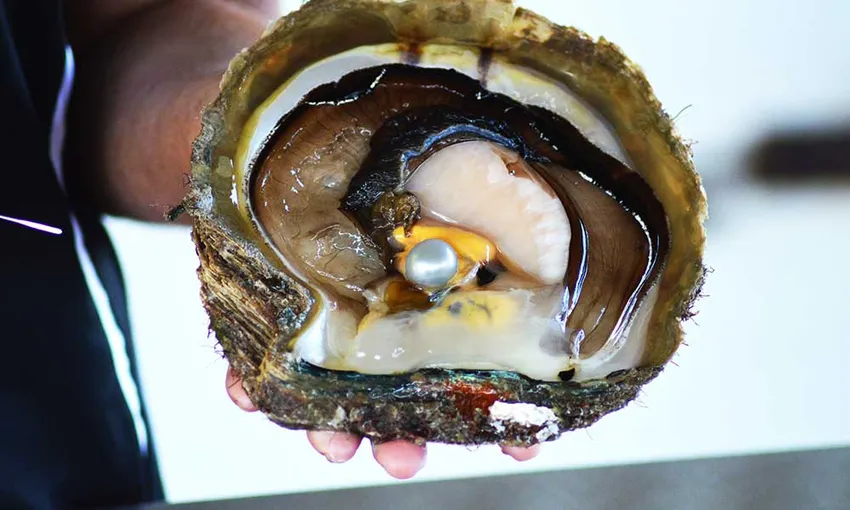Willie Creek Pearl Farm Tour from Broome - Buy Now | Experience Oz