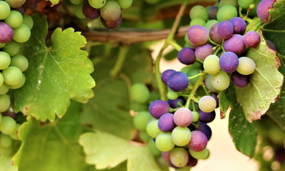 Private Margaret River Wine Tasting Tour - Book Now | Experience Oz-6